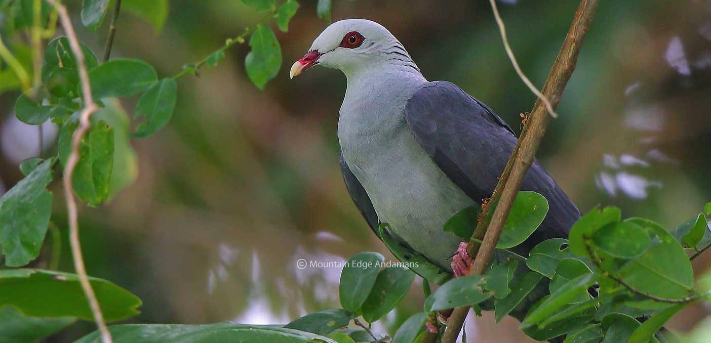 best-wildlife-centuries-at-andaman-islands