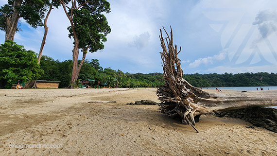 Chidiya Tapu